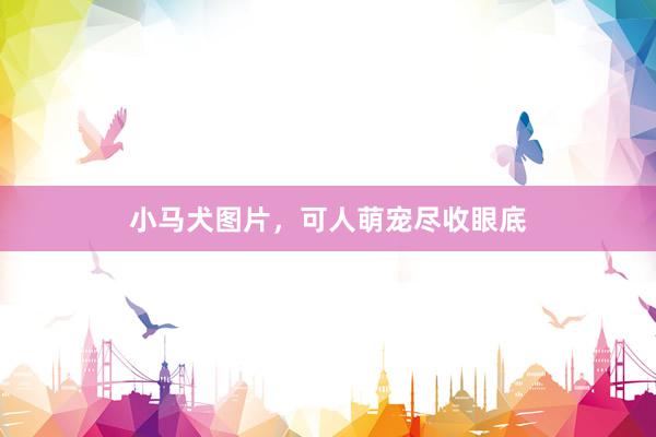 小马犬图片，可人萌宠尽收眼底